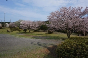 芝生の場所もあり気持ちよさそう。