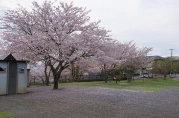 桜の木の下にはベンチがあってお花見に最高♪