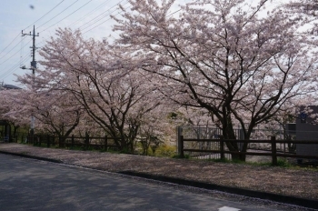 南側のバス停付近も桜の木がたくさんあります。