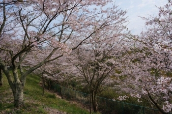 意外と開花が早かったようで散り始めています。