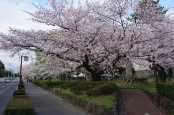 枝ぶりが素晴らしい。