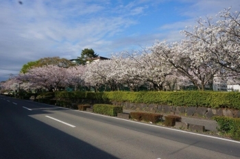 桜並木になっています。