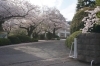 15年 桜特集 街で見かけた桜 桜特集 三島市 田方郡函南町 駿東郡長泉町 清水町のお花見スポット 桜開花情報 まいぷれ 三島