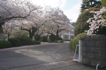 来週の入学式に満開の桜はいいですね。