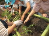 「夏の栽培活動に挑戦しています！」