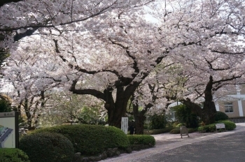 桜並木は入口から続きます。