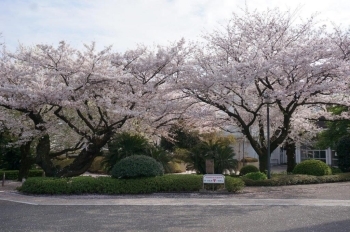 桜の花びらのじゅうたんができていました。