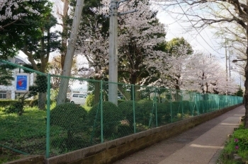 道路沿いにも桜があります。