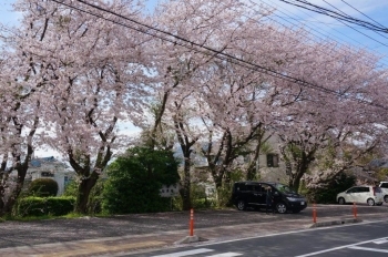 駐車場の桜の木は大きいです。