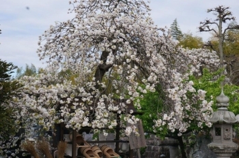 枝垂れ桜でしょうか。満開でした。