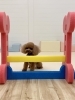 チャコちゃん今年は跳べるようになろうね〜「ましゅまろ幼稚園🐾」
