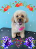 「可愛い子ちゃん♡ Dog salon mofu mofu 余市町」