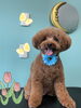 「可愛い子ちゃん♡ Dog salon mofu mofu 余市町」