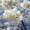 【No.236】　平成27年の桜　甘泉公園