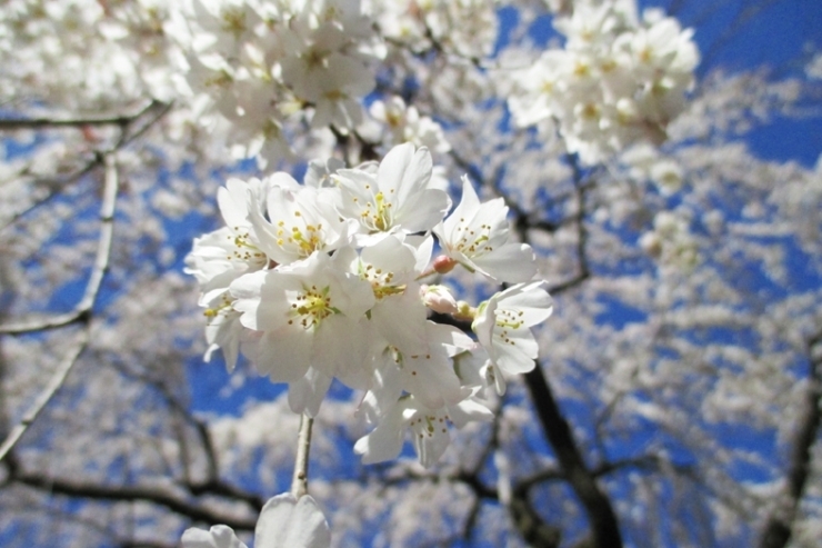 青空に　白い花びら　凛と咲く