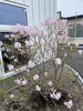 満開に近いクロフネツツジ「お花を沢山植えました(*⁰▿⁰*)」