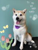 「可愛い子ちゃん♡ Dog salon mofu mofu 余市町」