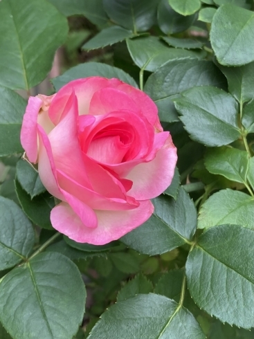 この時期、薔薇が綺麗ですね「5月16日(月) 定休日です」