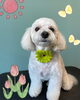 「可愛い子ちゃん♡ Dog salon mofu mofu 余市町」