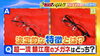 「日本テレビ『一撃解明バラエティひと目でわかる！』メガネ産地鯖江が取り上げられ、色んなメガネが紹介されます！」