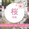 松山市周辺の桜名所・花見スポットをご紹介！【2026年最新版】