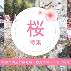 松山市の桜名所・花見スポットをご紹介！【2024年最新版】