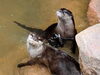 「World Otter Dayイベントを行います！」