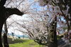 「桜咲く」