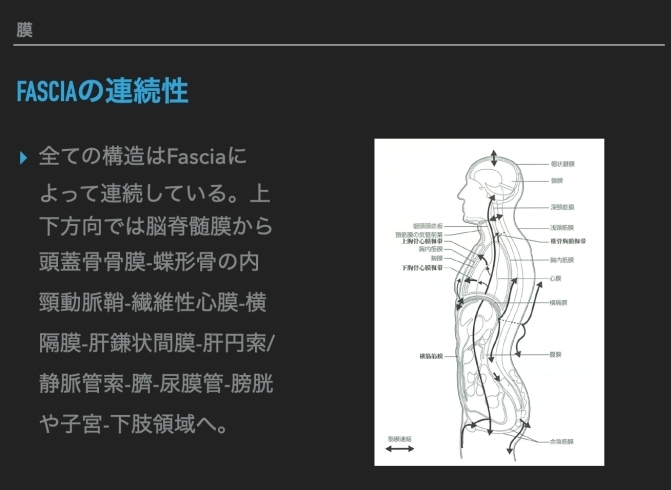 Fascia(膜)の連続性「【リハビリ】姿勢と回復【脳梗塞】」