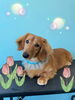 「可愛い子ちゃん♡ dog salon mofu mofu 余市町」