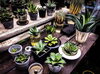 agave「agave　life【福島市　観葉植物専門店】」