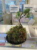 「【センター北のうんち薬局 漢方ハタ薬局】〜  萎れた花を抜くのは。〜 下痢・便秘・腰痛・膝痛・神経痛・自律神経・睡眠・後鼻漏・血流・瘀血　漢方相談　横浜市　都筑区」