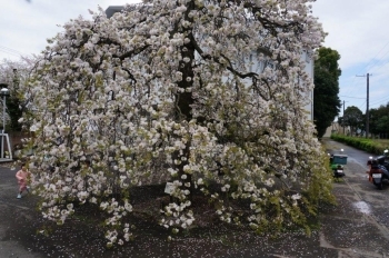 入口の山桜枝垂れは見事です。