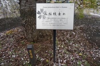 桜の木にはこの様な説明書きがついているものもあります。