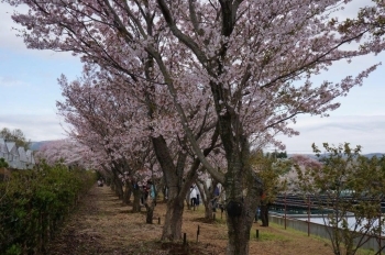 たくさんの種類の桜が植えられています。