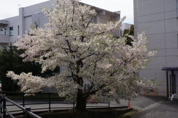 研究棟の前にも桜の木があります。