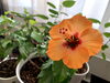 昨年から育て冬越えし開花中のハイビスカス「〜冬越え春の開花・ビタミンカラー〜」