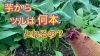 「サツマイモの切り苗【お芋１本から何本のツルがとれるのか？】　タネのハシモト」