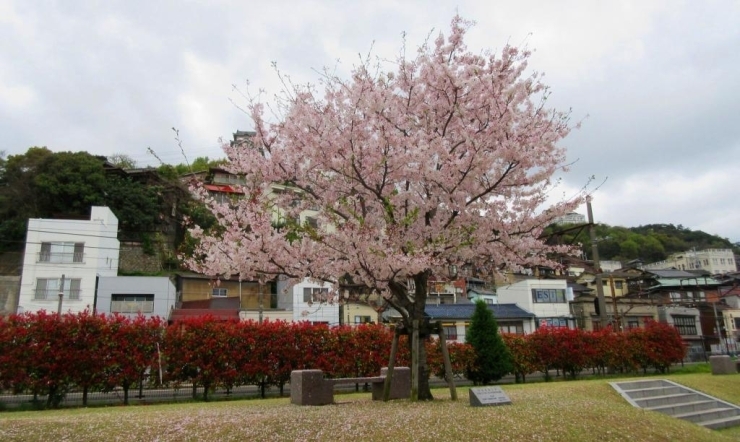 今年は桜舞う中での入学式となりました♪♪