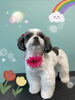 「可愛い子ちゃん♡ Dog salon mofu mofu 余市町」