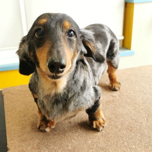 「【☆★今日のわんこより★☆】豊平区月寒東のトリミングショップ【犬の床屋さんちゃいるどっく】信頼のクオリティを提供！安い価格設定！人気のオプション歯みがき、炭酸泉浴など！ご自宅では難しい爪切りもお任せください！予約制で夜間営業も！」