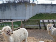 動物とのふれあいもできる乗馬クラブです！