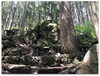 大滝神社磐座「神社～山梨県大滝神社【徒然　神社】」