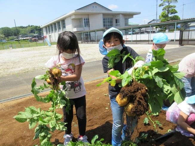 すごーい！大きいじゃがいも☆「じゃがいも掘り♬」