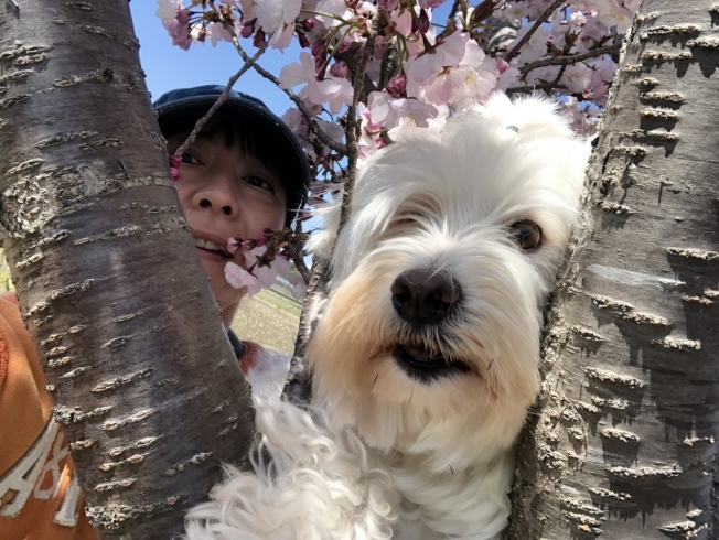 桜の木に登ったよぉ「浜松市　東区　ダンススクール　RESPECT」