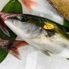「魚魚市場鮮魚コーナーおすすめは「カマス・カレイ」です♪」
