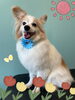 「可愛い子ちゃん♡ Dog salon mofu mofu 余市町」
