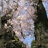 【No.237】　平成27年の桜　おとめ山