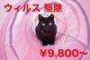 ウイルス駆除に向かう猫「コンピューターウィルス 駆除について」