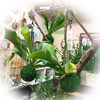 コウモリラン苔玉ハンギング「観葉植物色々入荷しました！」